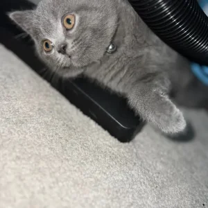 British short hair kitten male - Image 2