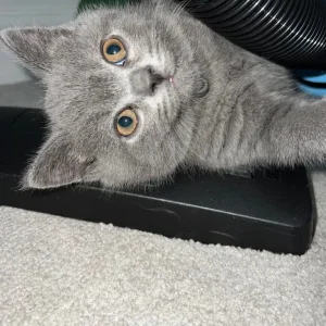 British short hair kitten male - Image 3