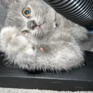 British short hair kitten male - Image 4