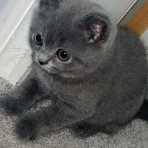 British short hair kitten male - Image 6