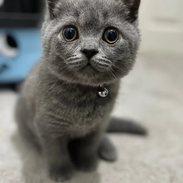 British short hair kitten male