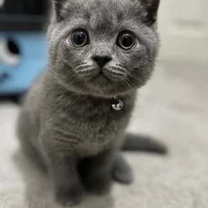 British short hair kitten male