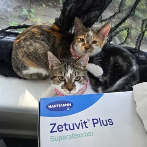 2 lkitens with food and carrier - Image 2