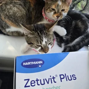 2 lkitens with food and carrier - Image 3