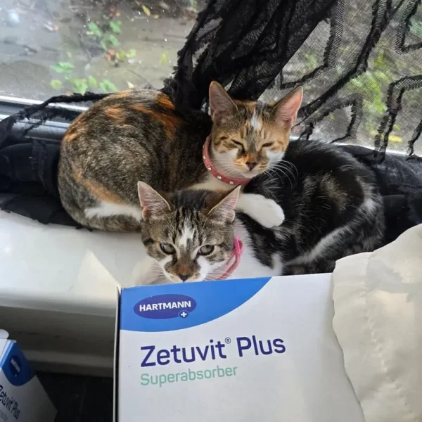 2 lkitens with food and carrier