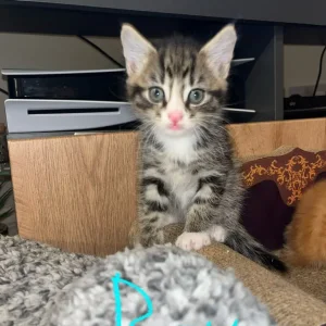 6 kittens - Image 2