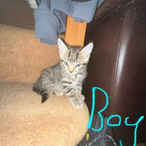 6 kittens - Image 4