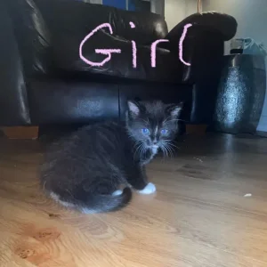 6 kittens - Image 5