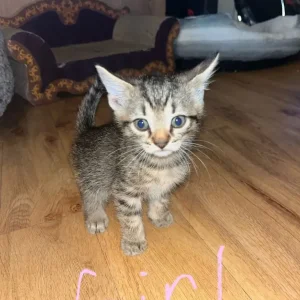 6 kittens - Image 6