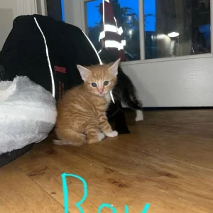 6 kittens - Image 7