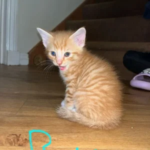 6 kittens - Image 8