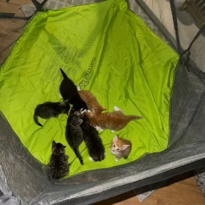 6 kittens