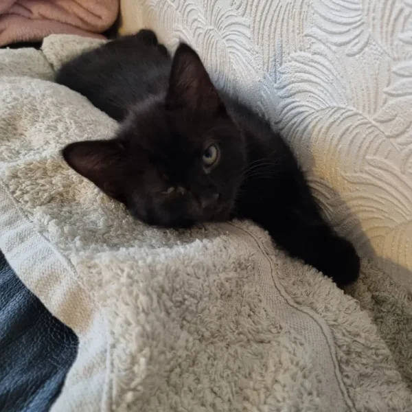 Full black female kitten
