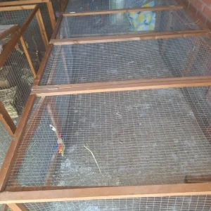 Rabbit run