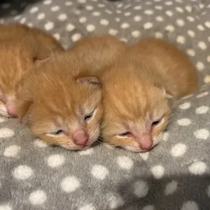 3 ginger kittens 🐈 - Image 2