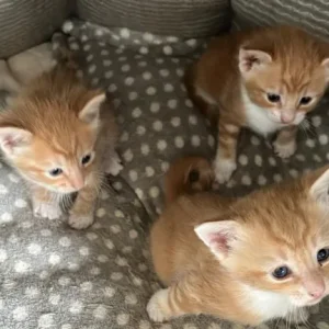 3 ginger kittens 🐈 - Image 3