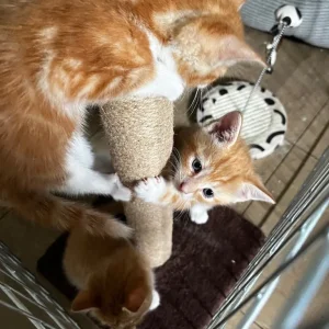 3 ginger kittens 🐈 - Image 4