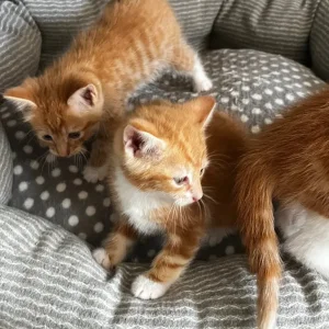 3 ginger kittens 🐈 - Image 5