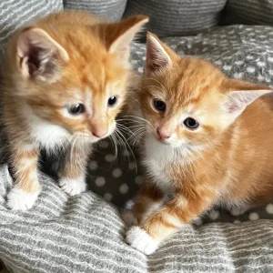 3 ginger kittens 🐈 - Image 6
