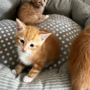 3 ginger kittens 🐈 - Image 7