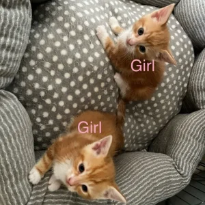 3 ginger kittens 🐈 - Image 8