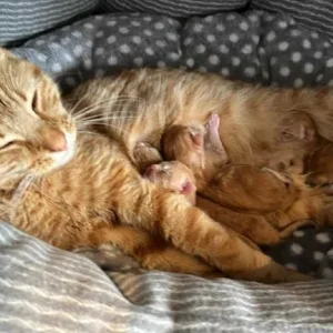 3 ginger kittens 🐈