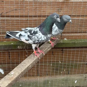 Flying pigeons - Image 2