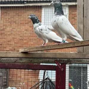 Flying pigeons - Image 3