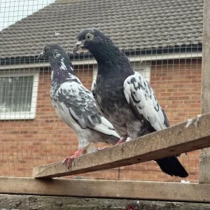 Flying pigeons - Image 4