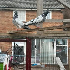 Flying pigeons - Image 5