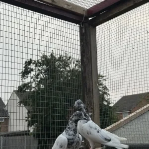 Flying pigeons - Image 7