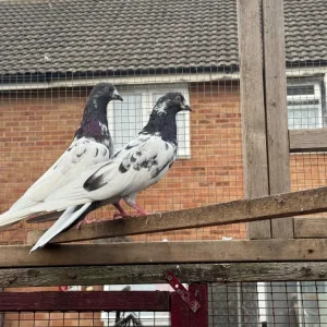 Flying pigeons - Image 8