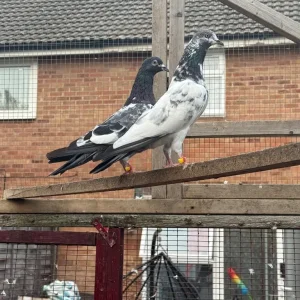Flying pigeons