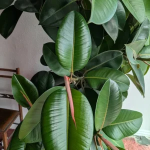 7 foot rubber plant - Image 2