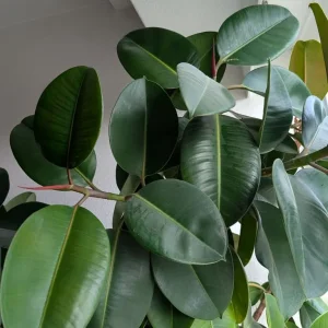 7 foot rubber plant - Image 3