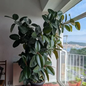 7 foot rubber plant