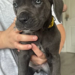 11 Blue Cane Corsos - Image 2