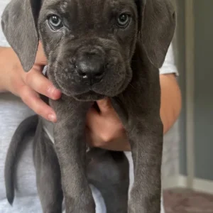 11 Blue Cane Corsos - Image 3