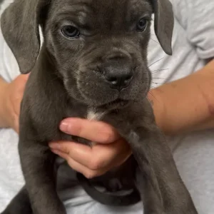 11 Blue Cane Corsos - Image 6