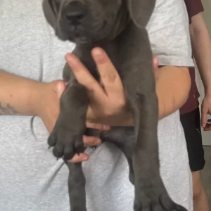 11 Blue Cane Corsos - Image 7