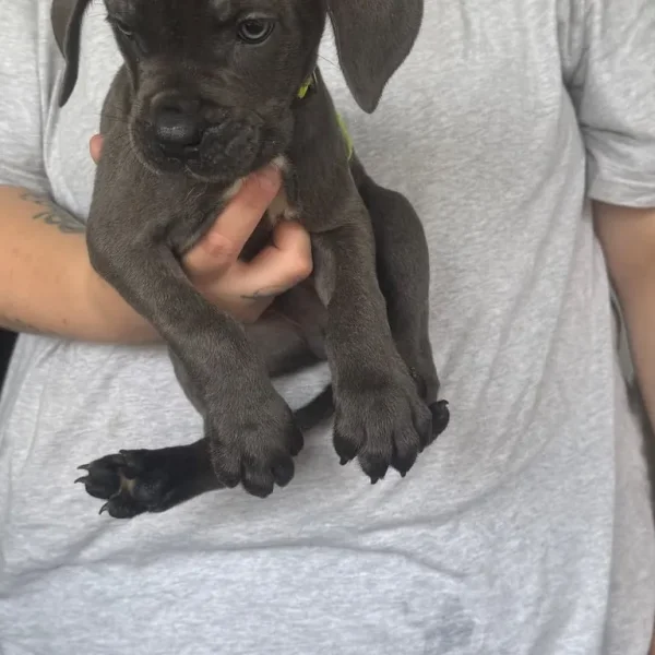 11 Blue Cane Corsos
