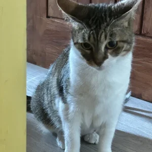 Domestic short hair cat - Image 2