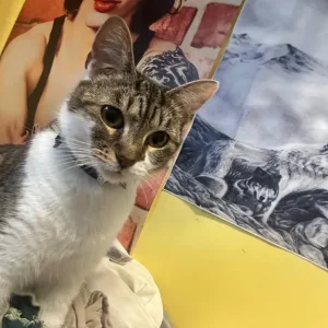 Domestic short hair cat - Image 3