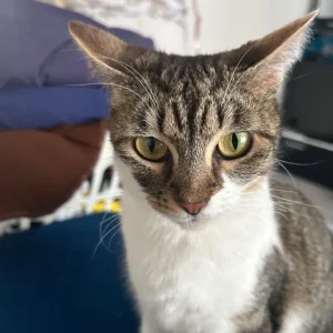 Domestic short hair cat