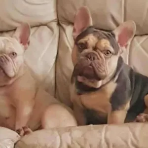 3 French Bulldog Puppies - Image 2