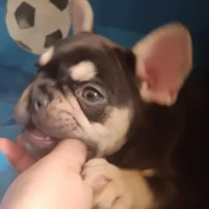 3 French Bulldog Puppies - Image 3