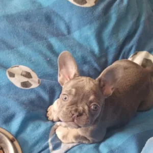 3 French Bulldog Puppies - Image 4