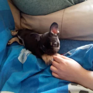 3 French Bulldog Puppies - Image 6