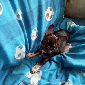 3 French Bulldog Puppies - Image 7