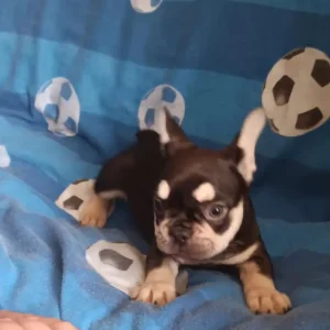 3 French Bulldog Puppies - Image 8